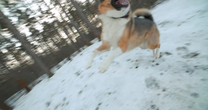 Angry Aggressive Mad Dog Running Outdoors In Snowy Forest On Camera. Concept Of Mad Dog Attack. Fury Dog Attacking. Rabid Dog Assault And Aggressive Jump. slow motion, slowmo, slowmotion, slow