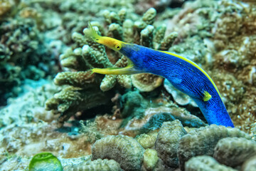 ribbon moray eel fish reef tropical sea background