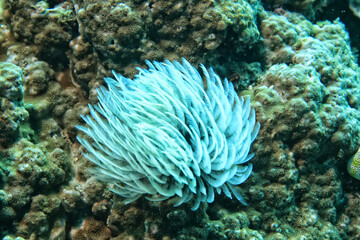 sea worm flower like underwater animal wildlife diving