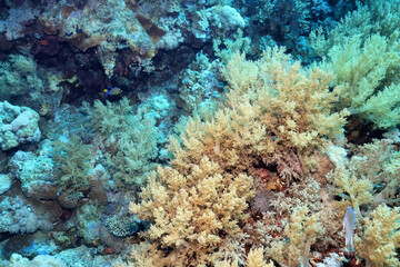 texture coral underwater reef background sea
