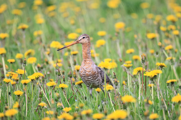wildlife bird sandpiper on a field of flowers, background wallpaper