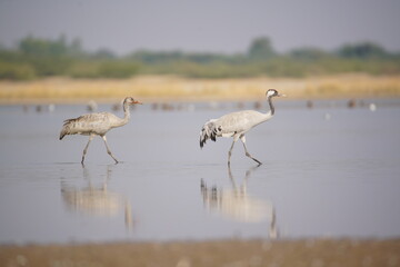 Common Crane (Grus grus)