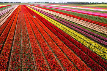 Aerial drone photo of tulip fields in The Netherlands during Spring season
