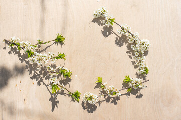 Cherry flowers on a white background. Flowering cherry branch.