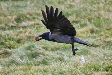 Nebelkrähe im Flug	