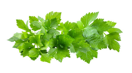 Celery leaf isolated on transparent png