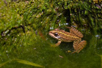 frog in its natural habitat, Cukurca, Hakkari