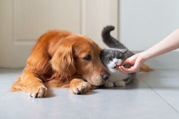 Feeding British Shorthair and Golden Retriever with food in hand