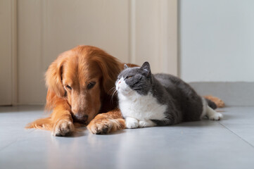 Golden Retriever and British Shorthair lying down together