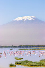 A flock of lesser Flamingo (Phoenicopterus minor) foraging with Kilimanjaro in the back, Amboseli National Park, Kenya.