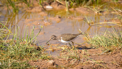 Common sandpiper ( Actitis hypoleucos) walking in grass growing in the riverbed when the water was low, Amboseli National Park, Kenya.