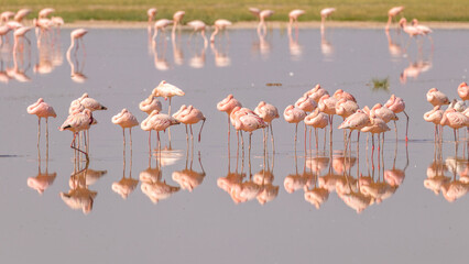 A flock of lesser Flamingo (Phoenicopterus minor) foraging, Amboseli National Park, Kenya.