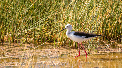 Black winged stilt (Himantopus himantopus), Amboseli National Park, Kenya.