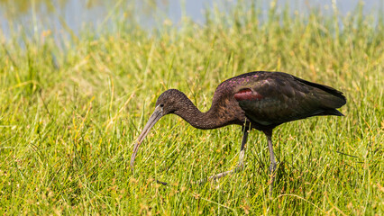 Glossy ibis ( Plegadis falcinellus ) in natural habitat, Amboseli National Park, Kenya.