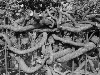 Metal fence, which is no longer recognizable due to many roots in recent years.
