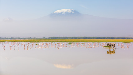 Blue wildebeest (Connochaetes taurinus) with reflection and a flock of lesser Flamingo (Phoenicopterus minor) foraging with Kilimanjaro in the back, Amboseli National Park, Kenya.