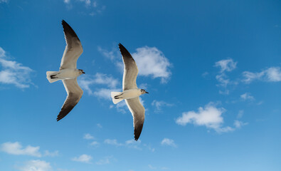 Seagull in the sky