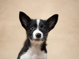 black and white puppy on a beige background. one month old border collie in studio. Dog in studio 