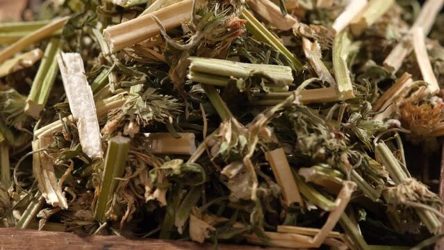 Close up view of Chinese motherwort (Leonurus japonicus). It helps treating heart disease, anxiety, and irregular menstruation
