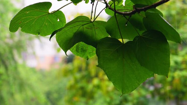 Large green leaf getting wet in the rain close-up