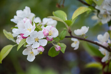 Close Up Of Apple Blossoms In Spring