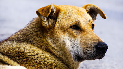 A beautiful tired dog, with sad eyes is looking at something.