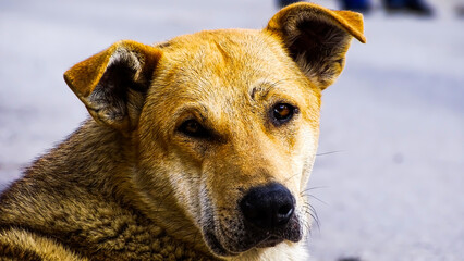 A beautiful tired dog, with sad eyes is looking at the camera.