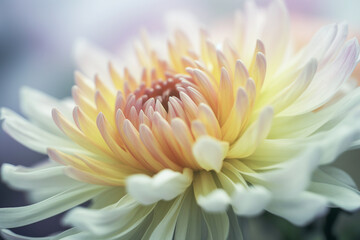 Beautiful close-up of pastel colored Chrysanthemum, made with generative AI