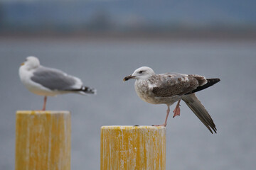 Diesjährige Steppenmöwe (Larus cachinnans) und Lachmöwe	
