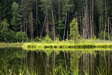 Lake in the forest