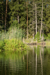 Lake in the forest