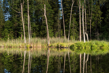 Lake in the forest