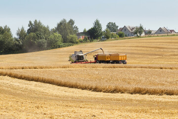Fototapeta premium Harvesting with combines