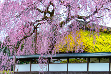 しだれ桜