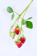 Reife rote Erdbeeren aus biologischem Anbau angeboten am Strauch mit Blättern als close-up auf einem weißen Board mit Textfreiraum 