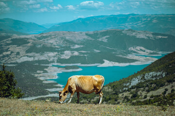 cow in the mountains