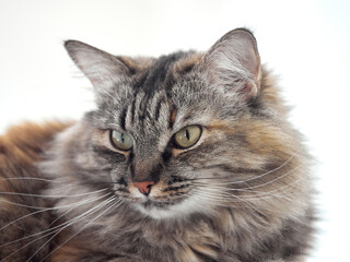 Portrait of a Norwegian forest cat on a light background.