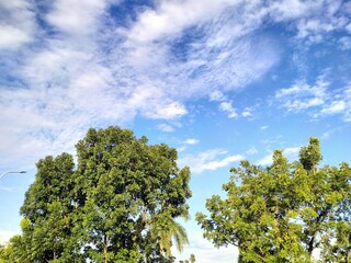 Fototapeta premium tree and sky