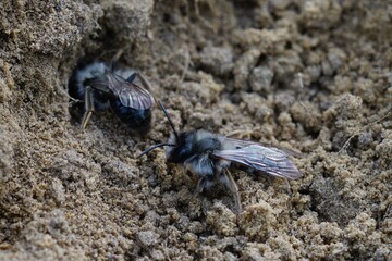 Closeup on 2 male grey-backed mining bee, Andrena vaga, crawling