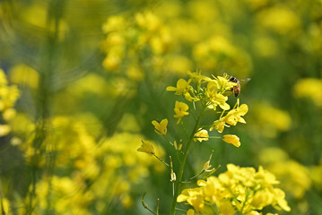 菜の花