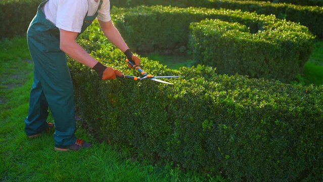 unrecognizable City landscaper gardener trimming Pruning Decorative Bushes urban sunny slow mo