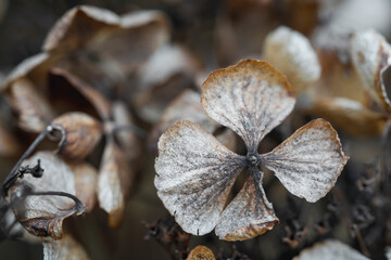 Hydrangea dry flower isolated blurred background