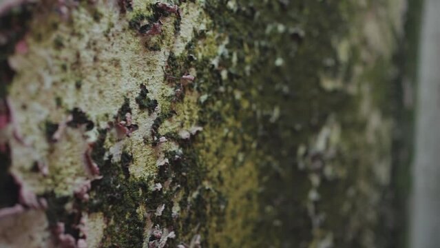 Extreme Close-up Of An Old Wall In Black Toxic Mold ,the Problem Of High Humidity And Fungal Infection