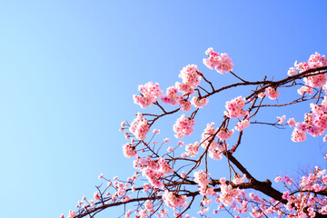 cherry blossom in spring. sakura.