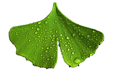Ginko Ginkgo Biloba water drops on leaf