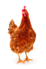 Fototapeta premium Brown hen isolated.
