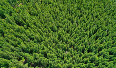 Top down aerial view of treetops in a lush evergreen coniferous forest in the middle of a sunny summer day.