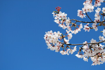 sakura,桜