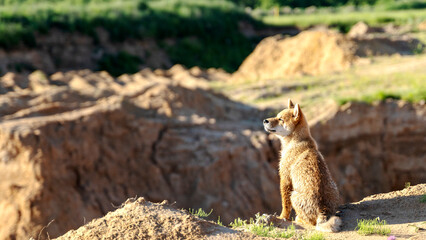 a dog or fox sits on a sandy cliff and looks into the distance