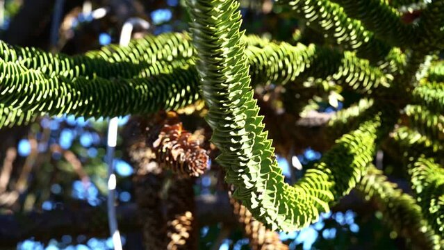 rack focus of the detail of Araucaria tree branch, also evergreen coniferous tree or monkey tail tree, with thick sharp needles, close to Lanin volcano in the border region between Argentina and Chile